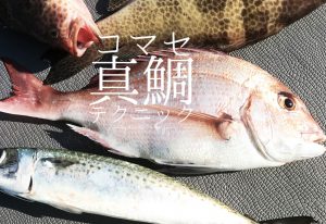コマセ真鯛は難しくない!誘い下げやドラグ設定のテクニック公開