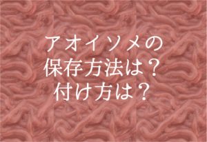 青イソメの保存方法と付け方は？これだけで釣果が変わる！