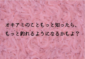 オキアミは釣り餌最強?!ボイル派?加工派?付け方まで解説