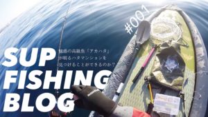 ハタマンションを見つけ出せ！魅惑の高級魚「アカハタ」を狙う