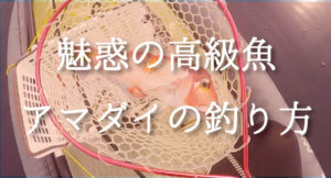 アマダイの釣り方と仕掛けを一番わかりやすく公開!