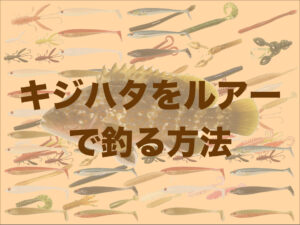 キジハタをルアーで釣るための仕掛けは？アクションは？タックル解説