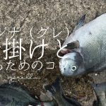 メジナの仕掛けは?メジナの習性を活かした初心者におすすめな仕掛け