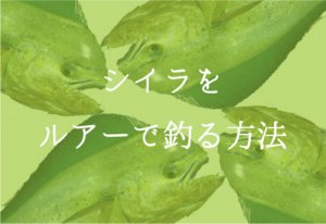 シイラをルアーで釣る!入門編として仕掛けから釣り方を公開