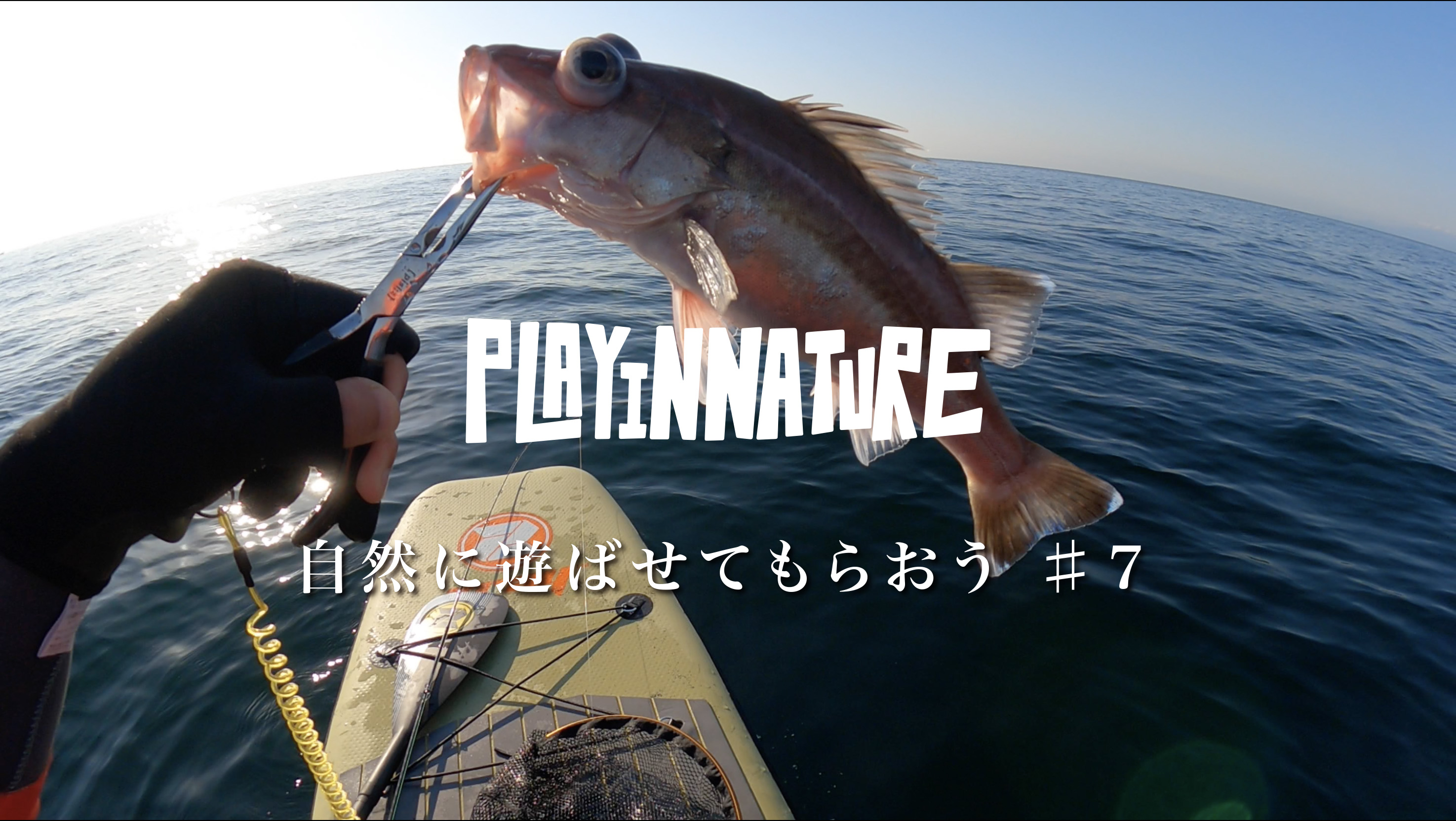 Supフィッシングで幻の高級魚 アラ を釣る