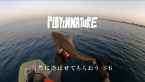 SUPフィッシングで高級魚マゴチを狙い、フルコースを食べたい。