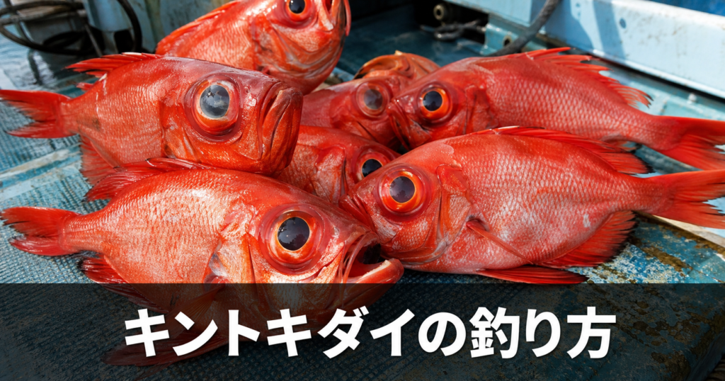 キントキダイの釣り方｜船釣り・堤防釣りの基本と美味しい外道の狙い方
