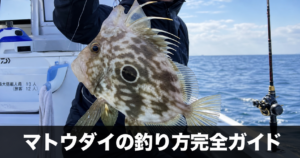 マトウダイの釣り方と仕掛け｜浅場接岸期を狙った実践的な攻略法