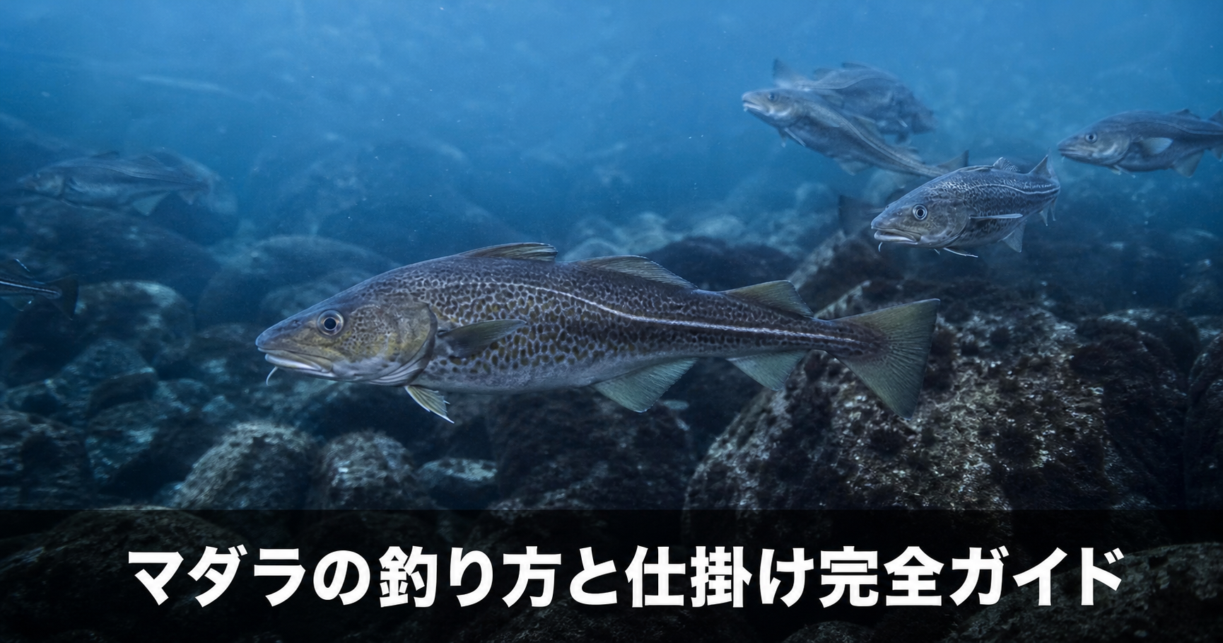 マダラの釣り方と仕掛け|深海の冬を代表する美味なターゲット